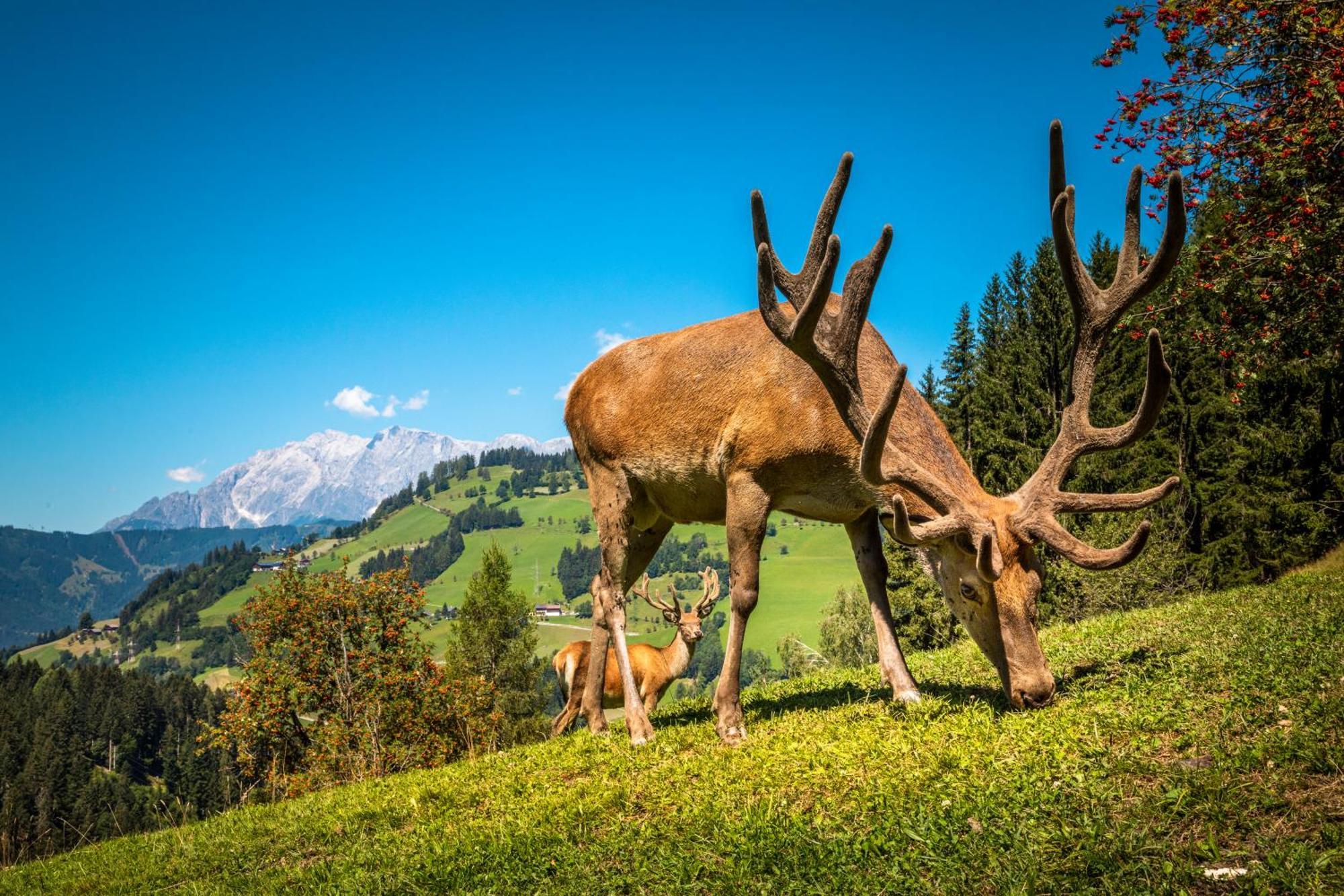 Hallmoosgut Sankt Johann im Pongau Exterior photo